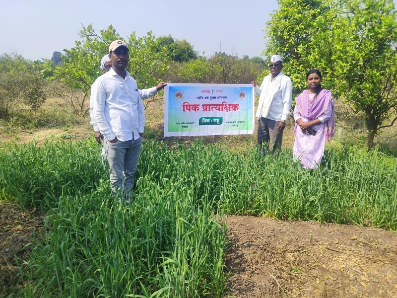 पीक प्रात्यक्षिक पीक : गहू
