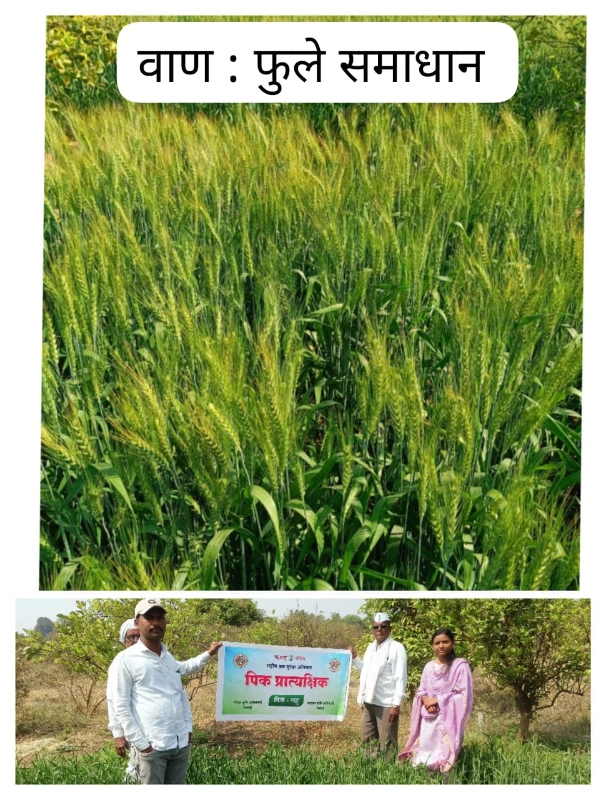 पीक प्रात्यक्षिक पीक : गहू